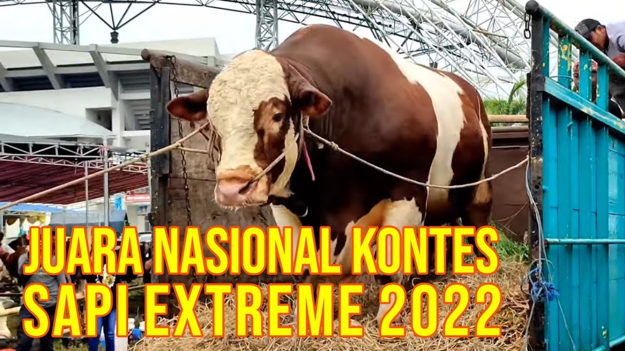 
                                 Rahasia-Jawara-Kontes-Penton-Sapi-Terbesar-2022